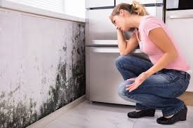 Reliable Highgrove, CA Mold Inspection Solutions